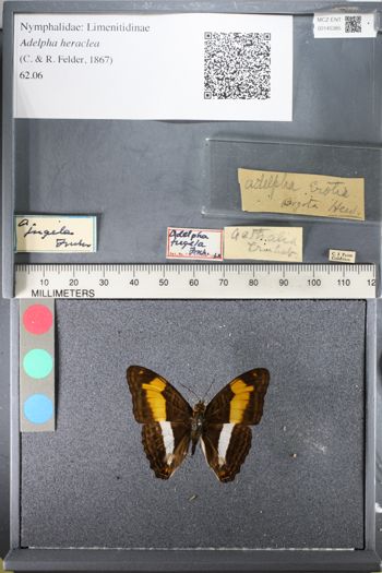 Media type: image;   Entomology 145385